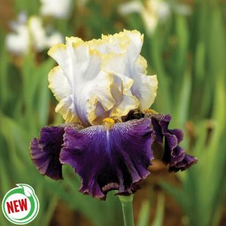 Slovak Prince Iris Thumbnail